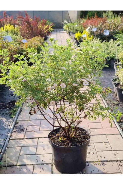 Перстач чагарниковий / Лапчатка кущова Лавлі Пінк ® / Пінк Б’юті ® - 3л/вис.30-40см/Ø20-30см